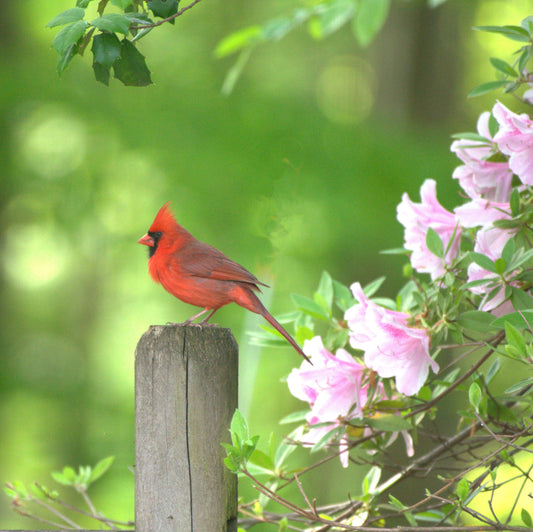 Red cardinal